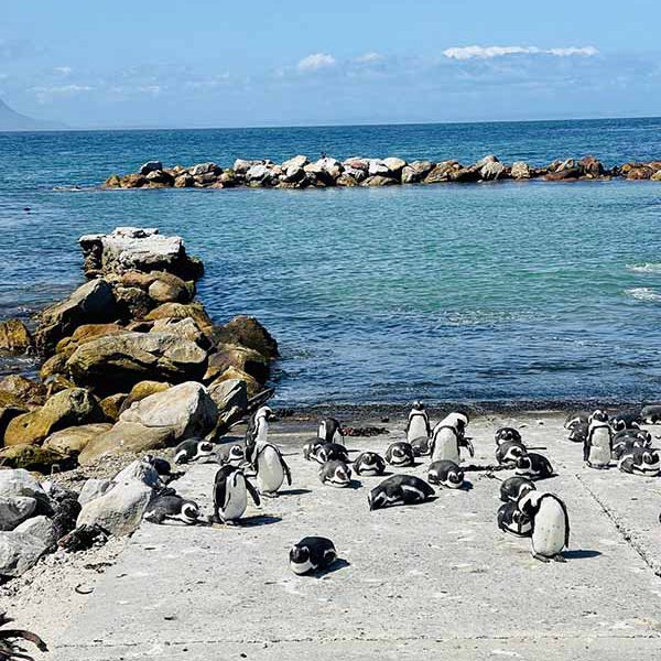 00001 Einige Pinguine am Meer - mit tollem blauen Himmel